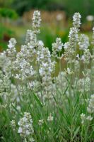 Lavandula angustifolia `Alba` weißer Lavendel P9 ab 2,10€ Bayern - Bayreuth Vorschau