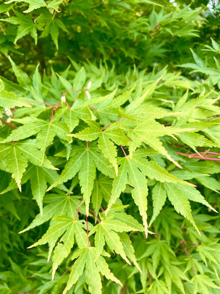 Acer palmatum Fächerahorn „Sangokaku“ 320 x 320 cm in Wetter (Ruhr)