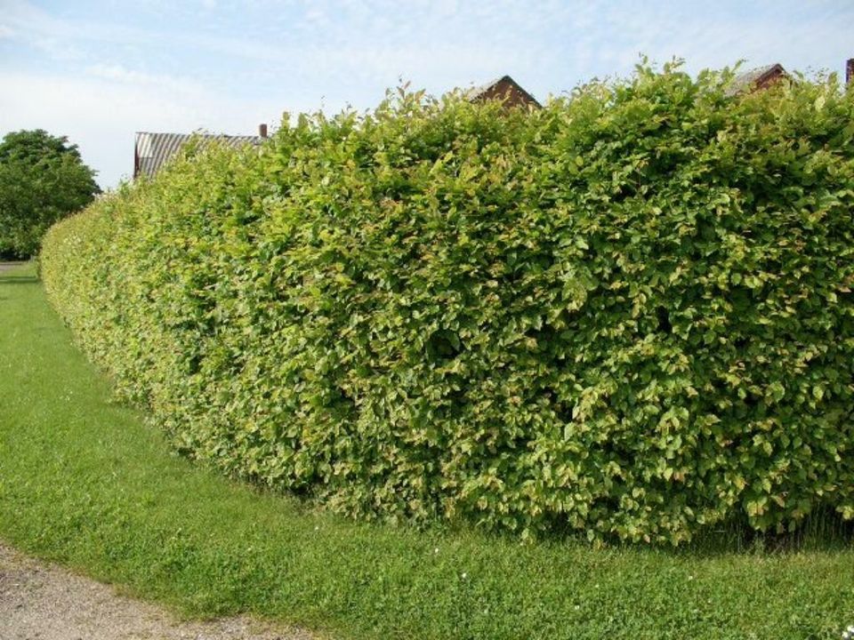 Hainbuchenhecke im Direktkauf in Weimar