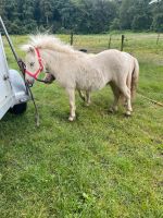 Palomino shetty stute Nordrhein-Westfalen - Ahaus Vorschau