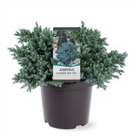 Blauer Kriechwacholder Juniperus squamata 'Blue Star' 25-40cm Nordrhein-Westfalen - Nordkirchen Vorschau