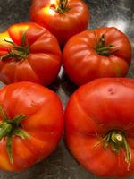 Bio Tomaten Samen, Verschiedene Gemüse Samen West - Sossenheim Vorschau