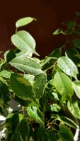 Birkenfeige, Ficus Benjamini, ca. 35-40 cm, ohne Übertopf Bayern - Rosenheim Vorschau