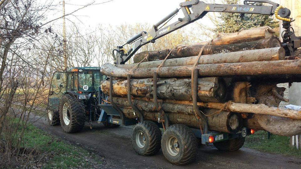 Forstdienstleistungen Baumfällung Waldpflege Forst Wald Baum Holz in Liebstadt