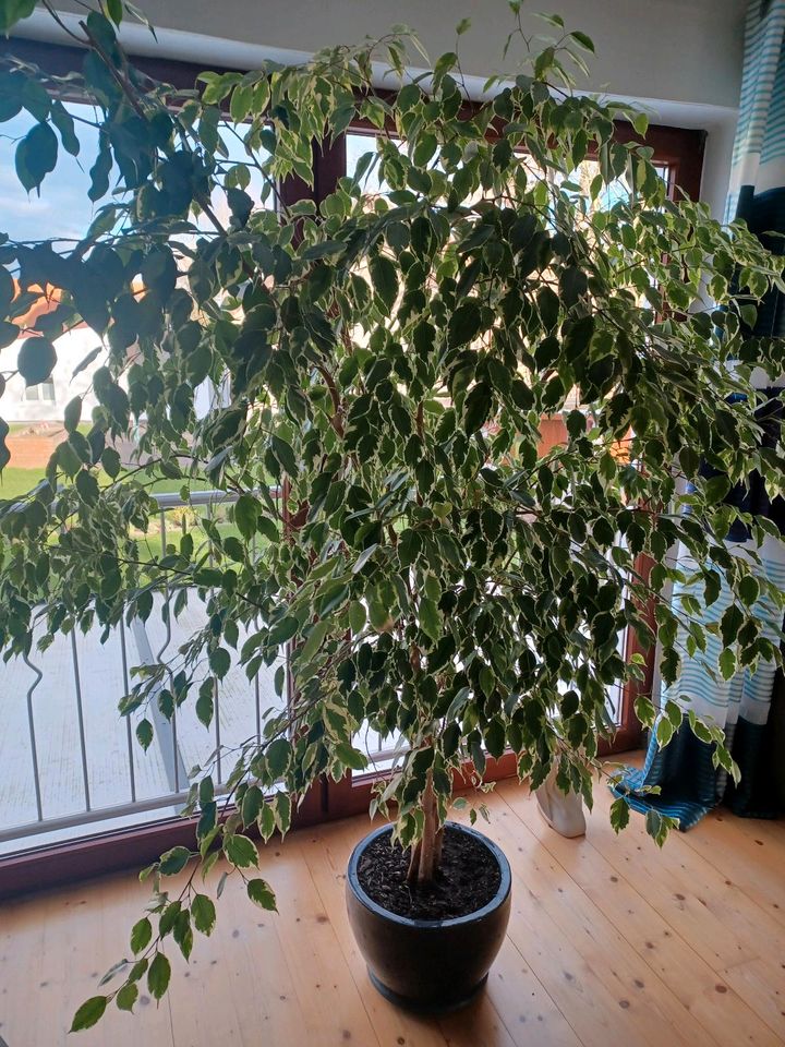 Zimmerblume, Ficus benjamina, große Pflanze in Geseke