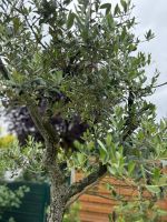 Olivenbaum Terrasse Garten Pflanze Mediterran Kreis Pinneberg - Borstel-Hohenraden Vorschau