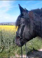 Reitbeteiligung Pflegebeteiligung Pferd sucht Reiter Nordrhein-Westfalen - Stemwede Vorschau