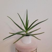 Aloe Vera Pflanze (3x) Baden-Württemberg - Magstadt Vorschau