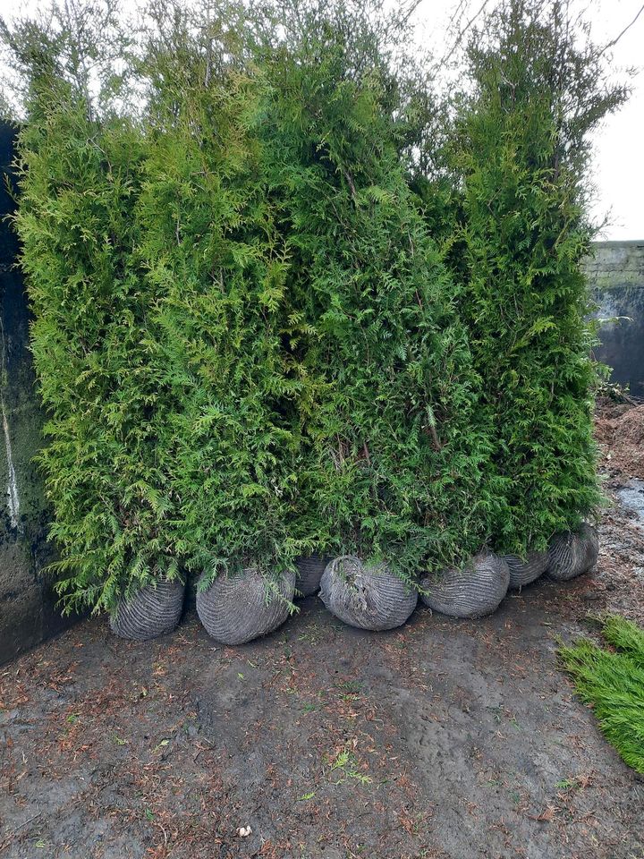 Thuja Brabant, 100-225cm, RABATTE, Anlieferung, Einpflanzberatung in Kiel