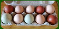 Eier von Glücklichen Hühnern Bayern - Mammendorf Vorschau