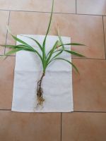 Pandanus Senker bewurzelt Sachsen-Anhalt - Zeitz Vorschau