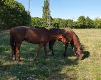 Reitbeteiligung zu vergeben Baden-Württemberg - Mannheim Vorschau