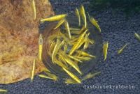 Yellow Fire Neonstripe Neocaridina Zwerggarnele Bayern - Unterroth Vorschau