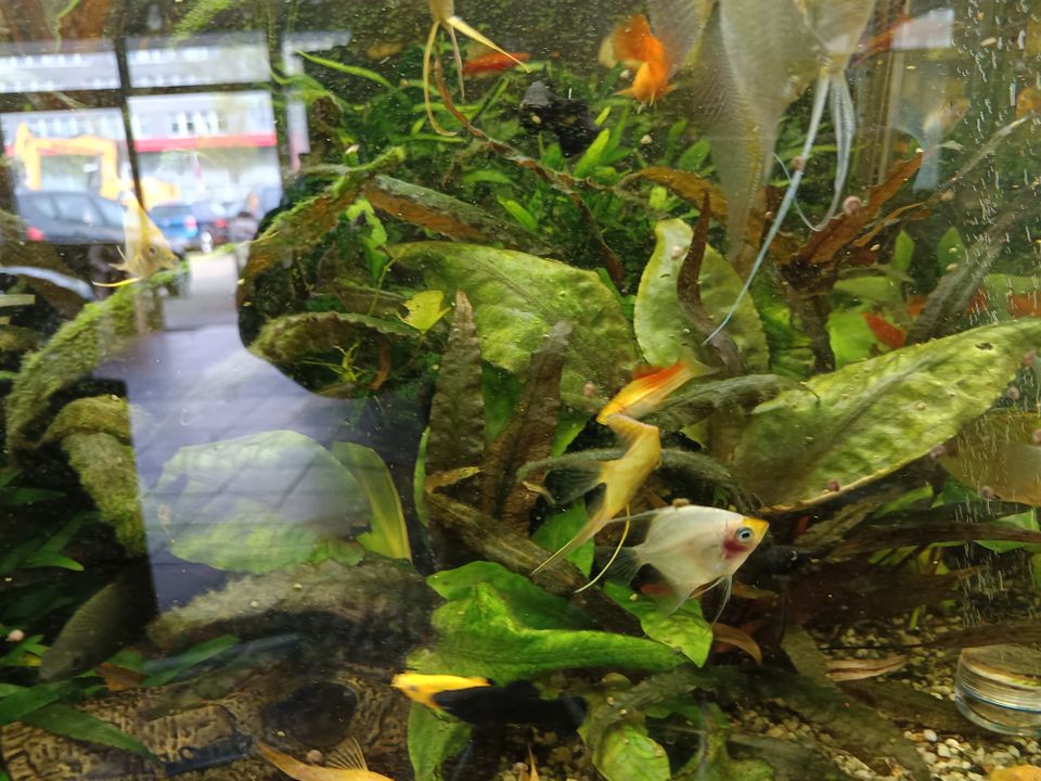 Aquarium fischen SKALAR in Centrum