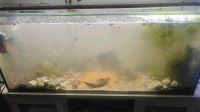 Aquarium 240 Liter Nordrhein-Westfalen - Borken Vorschau