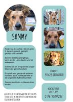 Sammy - Hund - Rüde Rheinland-Pfalz - Damscheid Vorschau