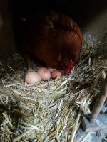 Hühner braun Thüringen - Meiningen Vorschau
