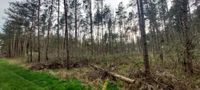 58.295 m² großes Waldgrundstück zu verkaufen Niedersachsen - Weste Vorschau