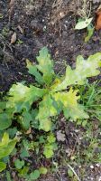 Stieleiche Sämling heimischer Baum Setzling Aufforstung Wald groß Niedersachsen - Uelzen Vorschau