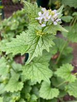 Knoblauchsrauke (Alliaria petiolata) Kräuter Gewürze Küche Bayern - Stein Vorschau