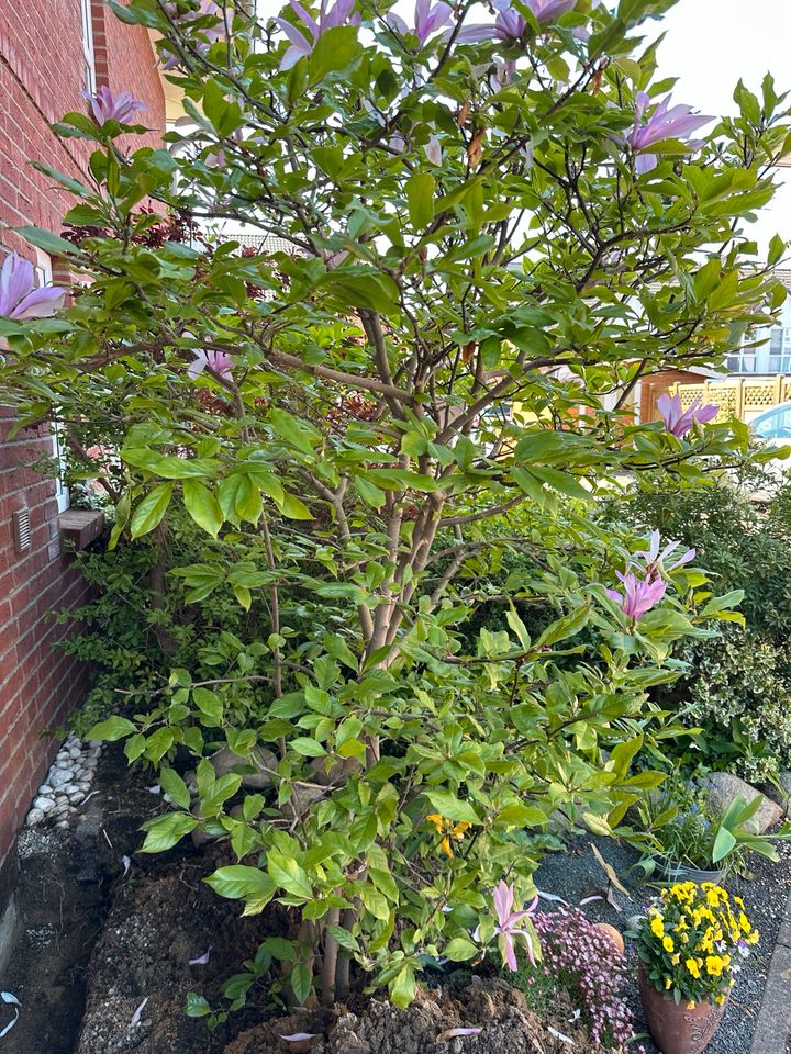 Magnolie , Tulpenbaum in Pinneberg