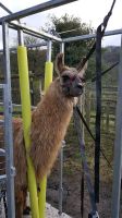 Alpaka Behandlungsstand Fangstand Lama Alpaca Schleswig-Holstein - Meggerdorf Vorschau