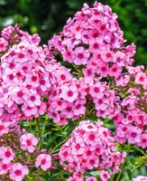 Großer hoher Phlox rosa winterhart Staude Gartenblume Große Vorpommern-Rügen - Landkreis - Sundhagen Vorschau