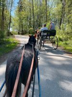 Ponyreitbeteiligung Fahrbeteiligung Reitbeteiligung Bayern - Wasserburg am Inn Vorschau