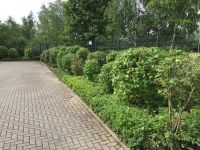 SUCHE Gärtner Gartenhelfer Gartenhilfe Landschaftsgärtner m/w/d Münster (Westfalen) - Handorf Vorschau