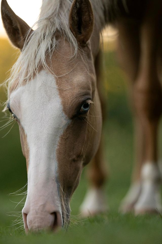 Quarter Horse Junghengst Die Gelegenheit in Bad Neustadt a.d. Saale