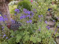 Stauden + Pflanzen blaues Geranium, Storchschnabel winterhart Bergedorf - Hamburg Lohbrügge Vorschau