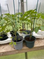 Tomatenpflanzen   Nur Abholung Nordrhein-Westfalen - Geilenkirchen Vorschau