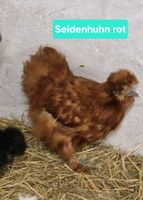 Seidenhuhn Seidis und Zwergseidenhühner Zwerghuhn Zwerghühner Rheinland-Pfalz - Niedert Vorschau