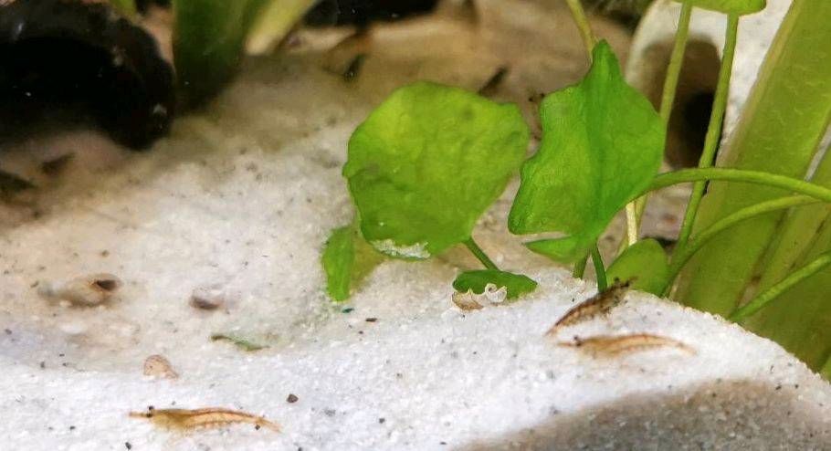 Garnelen, Fische, Aquarium in Neuzelle