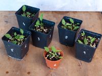 Anthurium Pallidiflorum Setzlinge | Zimmerpflanze Rheinland-Pfalz - Budenheim Vorschau