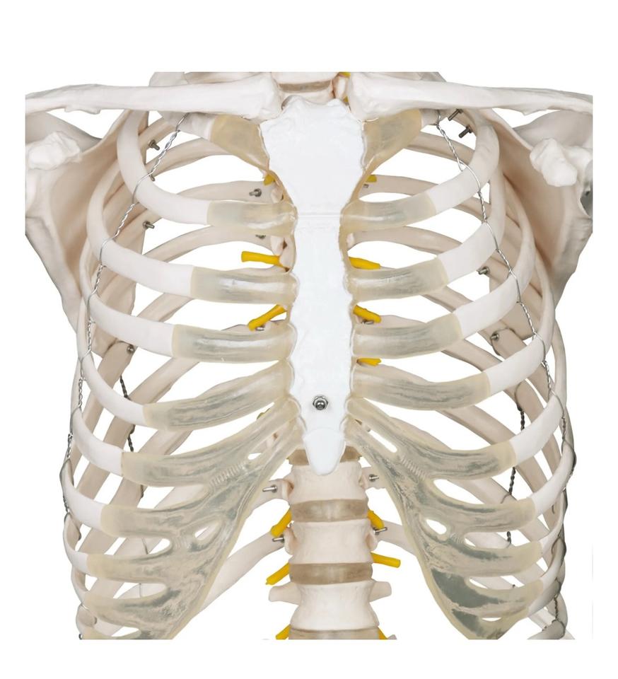 Menschliches Anatomie Skelett 181,5cm ORIGINAL VERPACKT!!! in Hainburg