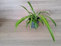 Grünlilie Zimmerpflanze Luftreinigende Pflanze Niedersachsen - Königslutter am Elm Vorschau