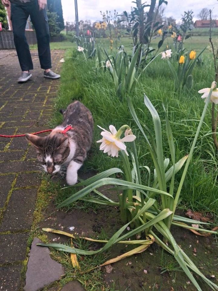 Katze weiblich 4 Jahre in Warendorf