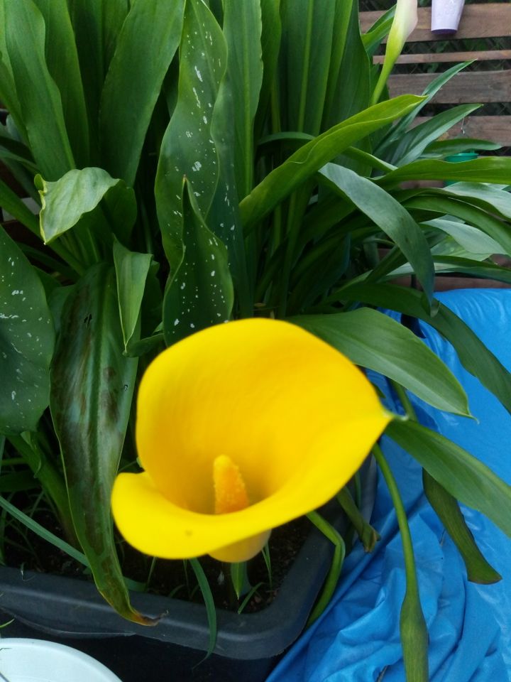 Calla Knollen/Pflanzen für Garten und Zimmer (div Farben möglich) in Krumbach Schwaben