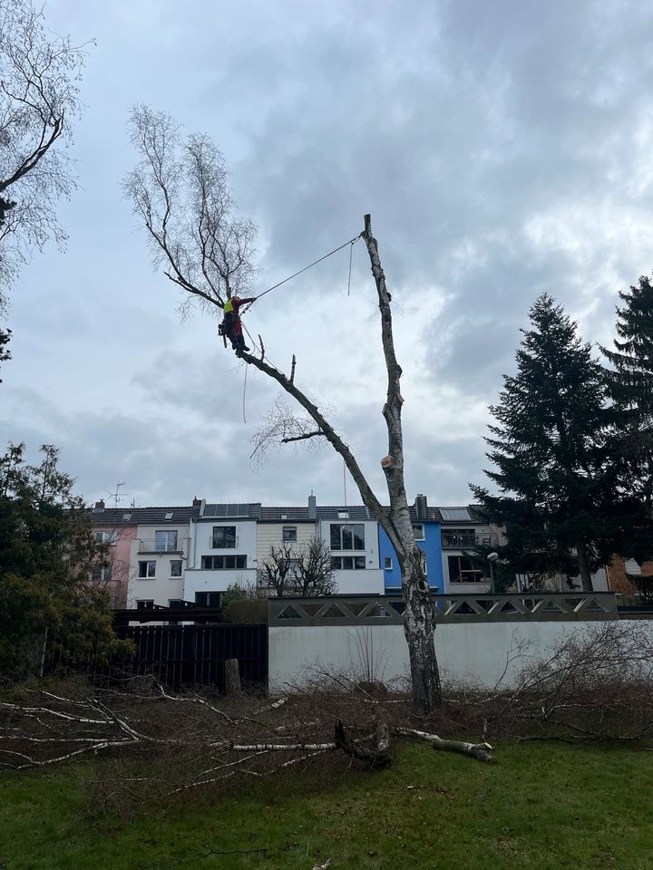 ! Baumfällung Baumpflege Baumschnitt ! in Swisttal