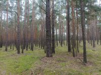 Wald Forst Kiefernwald Brandenburg - Am Mellensee Vorschau