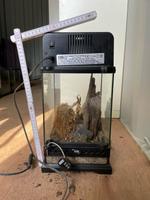 diverse Exo Terra Compact Top Terrarienabdeckungen 45x9x20cm Baden-Württemberg - Philippsburg Vorschau