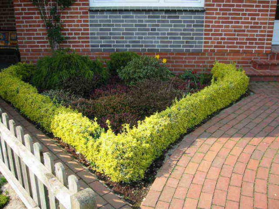 Bodendecker Euonymus fortunei Emerald Gold 15-20 cm 10 Stück in Twistringen