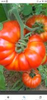 Selbst gezogene verschiedene Tomaten Pflanzen zu verkaufen Baden-Württemberg - Pforzheim Vorschau