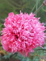 Gefranster Pompom Mohn pink Samen Blumen Garten Nordrhein-Westfalen - Finnentrop Vorschau