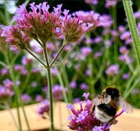 Ableger...gesucht :) Insektenfreundl. Pflanzen, Streuobstwiese Baden-Württemberg - Reutlingen Vorschau