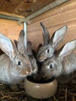 Verkaufe deutsche Riesen Hasen / Kaninchen / Häschen wildfarben Thüringen - Grabfeld Vorschau