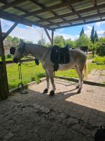 Pferd sucht Reit-Pflegebeteiligung Nordrhein-Westfalen - Oberhausen Vorschau