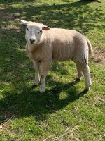 Texel Lämmer weiblich männlich Thüringen - Silbitz Vorschau