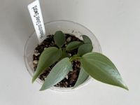 Philodendron Silver Sword Babyplant Bayern - Neusäß Vorschau